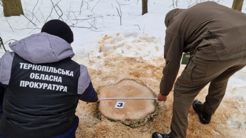 Рубали ліс у заповіднику ті, хто мав би його охороняти – судитимуть 6 учасників організованої групи на Гусятинщині