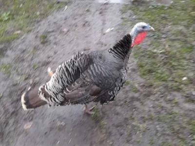 Вкрали індиків