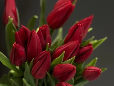 тюльпани ціна чернівці