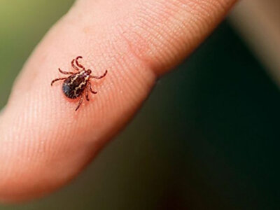 укуси кліщів