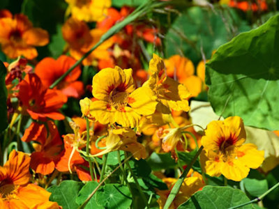 штучні квіти