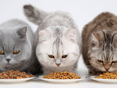 сухий корм для котів
