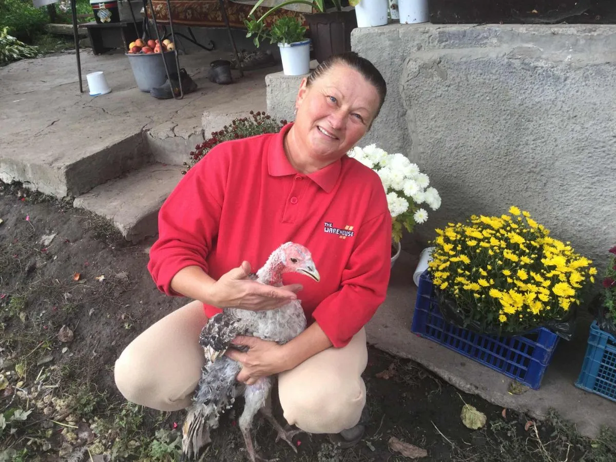 Викрали індиків