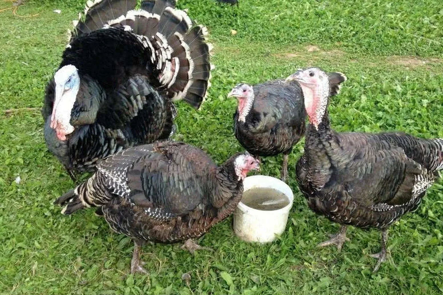 вкрали індиків