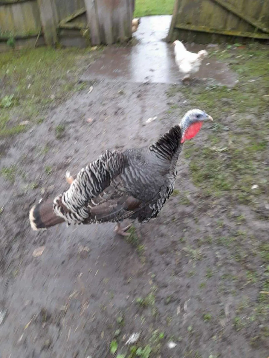 Вкрали індиків