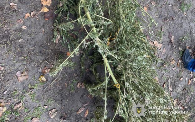 У жителя Борщівщини вилучили понад кілограм канабісу