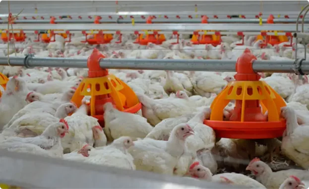 система годівлі на птахофермі