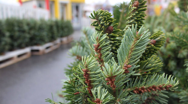 У Тернополі визначили 12 місць для офіційного продажу ялинок