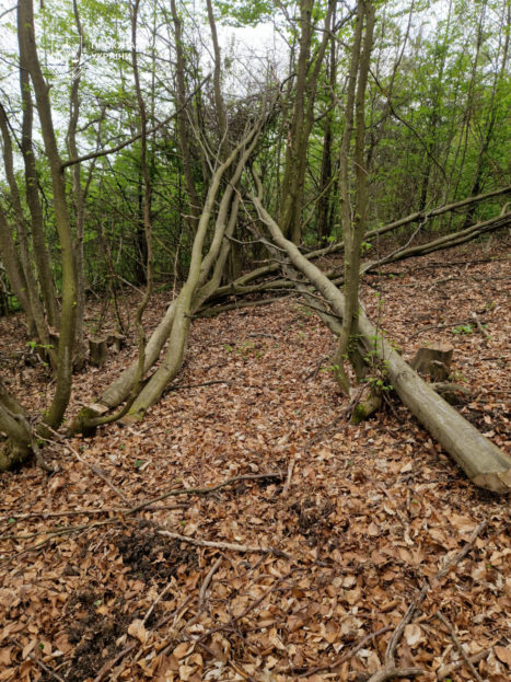 На Підгаєччині засуджено майстра лісу, через недбалість якого незаконно зрубано дерев на майже 4 млн грн