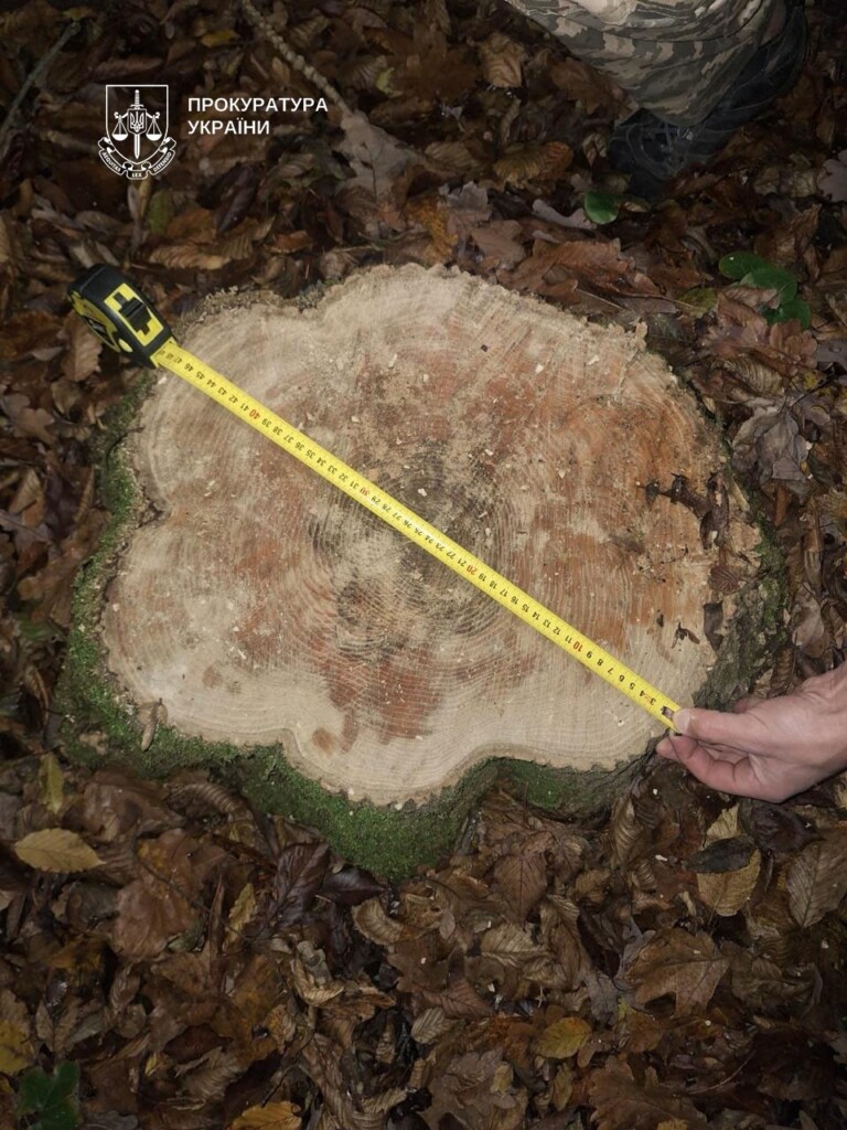 Незаконно зрубано 694 дерева: недогледіли вишнівецькі лісники