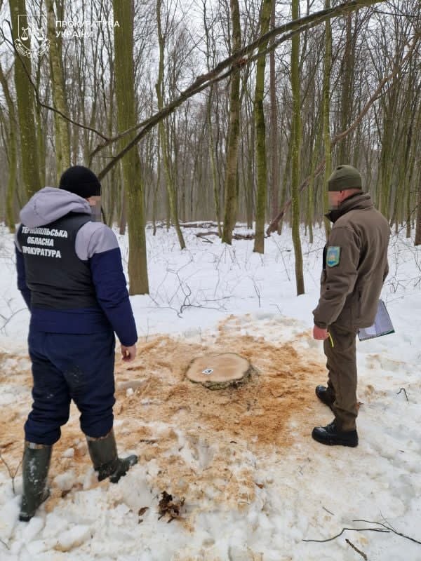 Вирубали дерев на понад 6 млн грн: на Гусятинщині викрили організовану групу