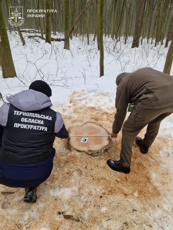 Вирубали дерев на понад 6 млн грн: на Гусятинщині викрили організовану групу