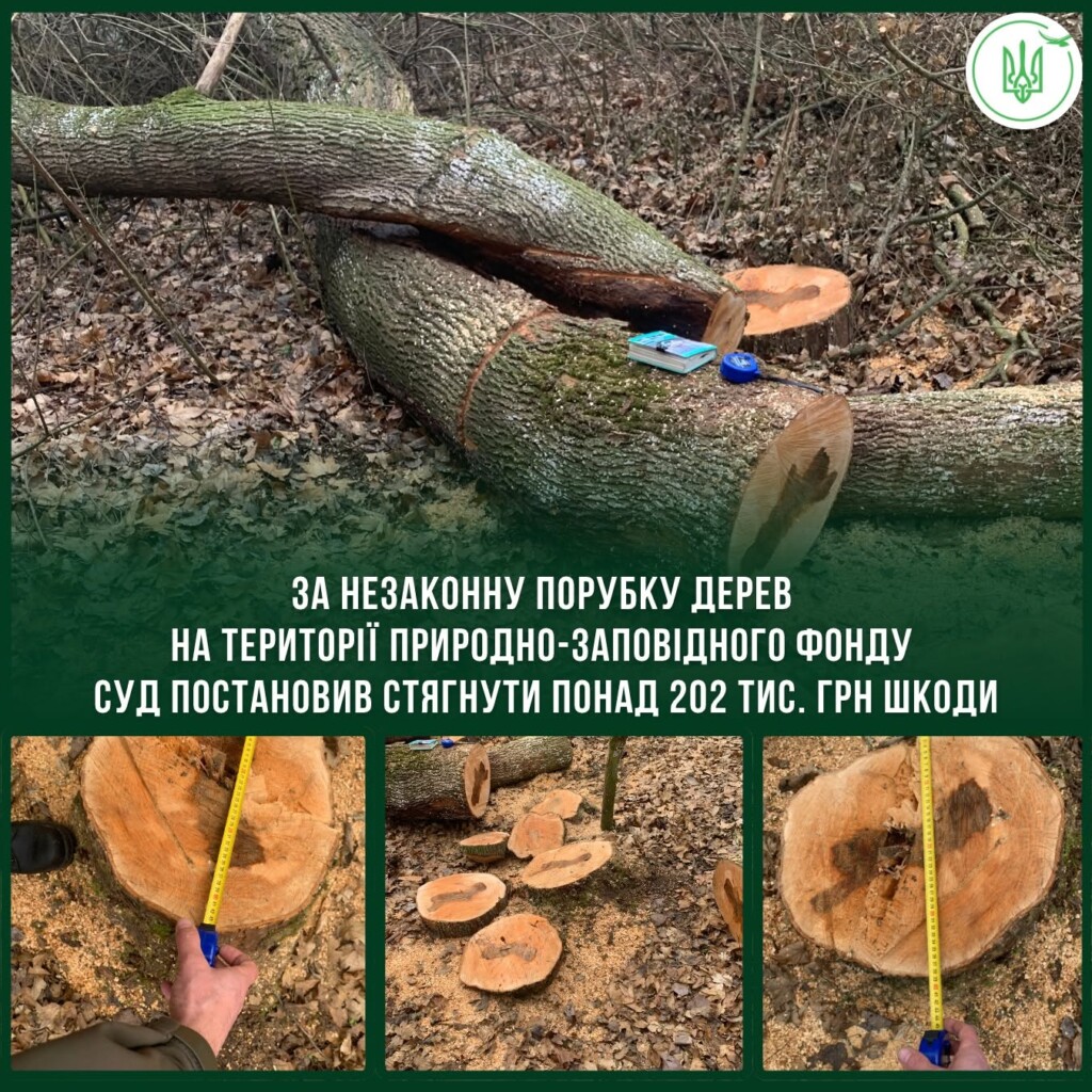 На Заліщиччині незаконна вирубка дерев обійшлася порушнику у понад 20 тисячі гривень