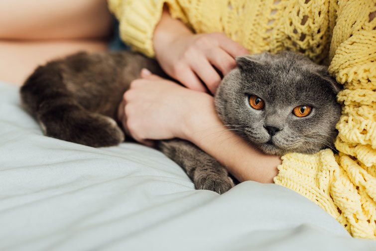 кошеня в домі