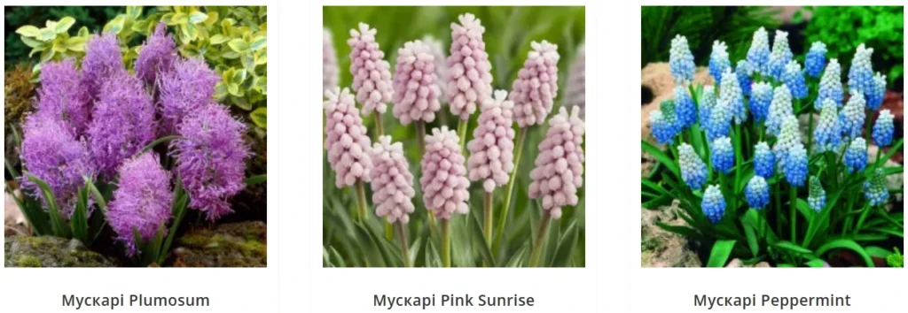 мускарі