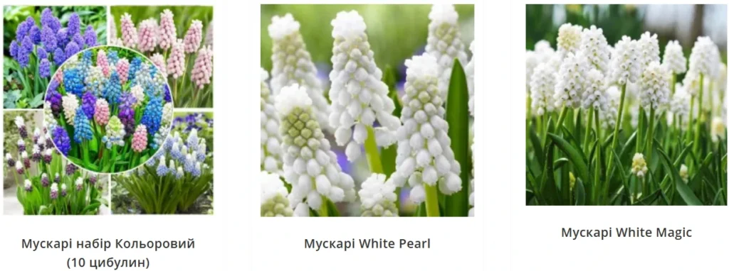 мускарі